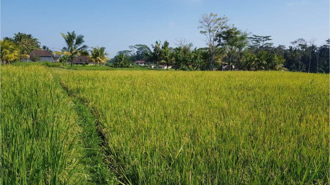 ubud land with view