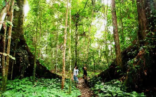 Bali Forest