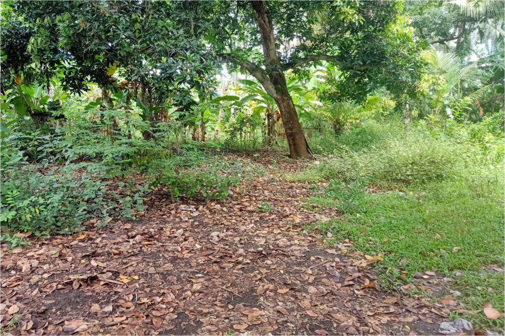 North Bali Lovina land for sale