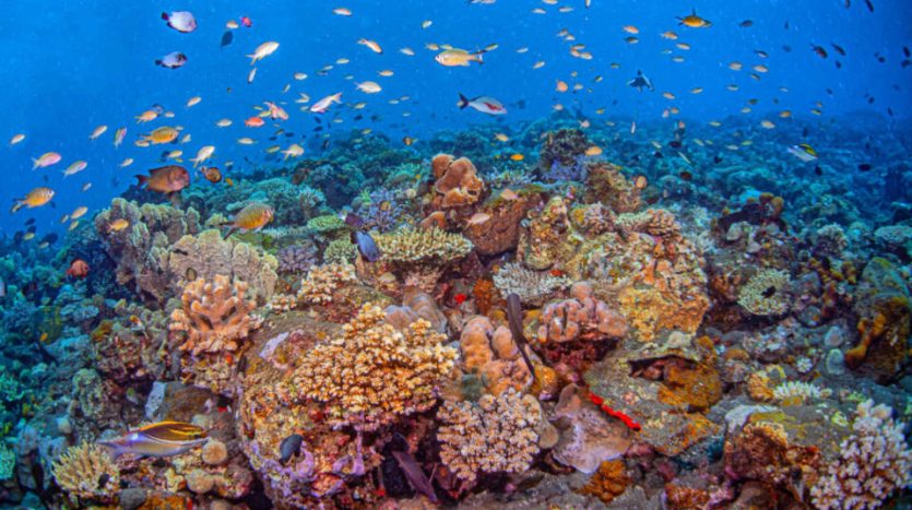 Bali Reefs